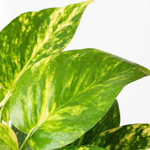 poto planta