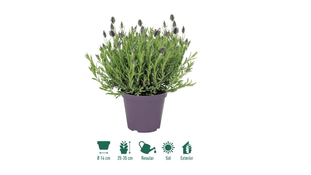 Planta de lavanda de aldi