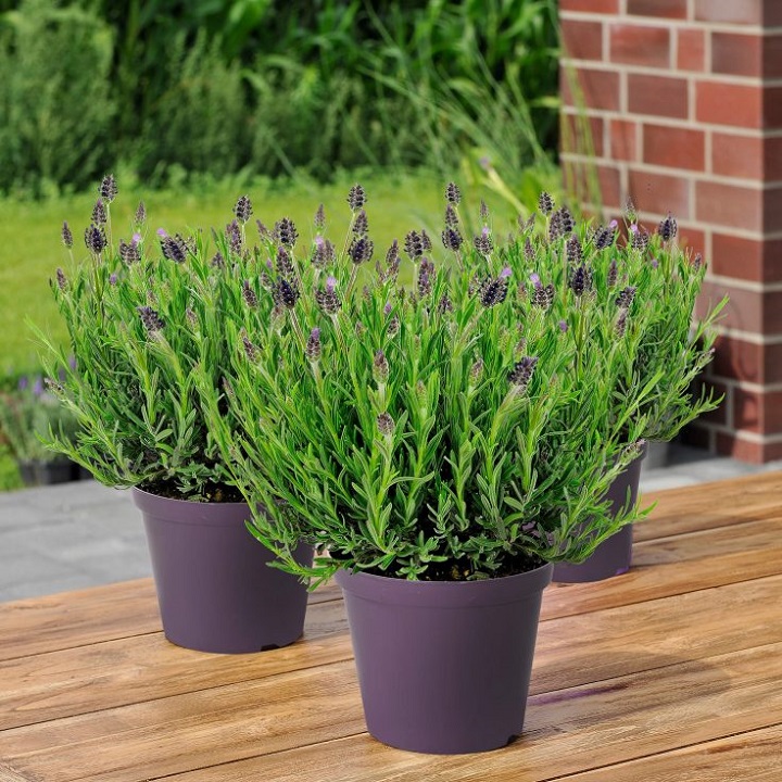 Planta de lavanda de aldi