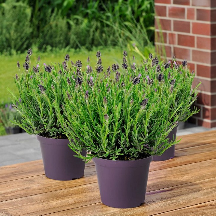 Planta de lavanda de aldi