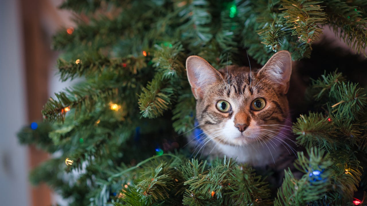 arbol de navidad