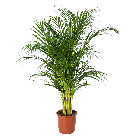 La palma areca es muy atractiva y resistente para ambientes de interior Palma areca