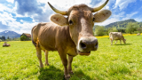 ¿Qué significa leche de bienestar animal?